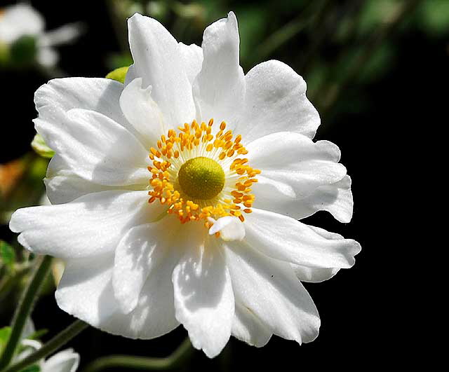 White daisy variant, Greystone Mansion, Beverly Hills