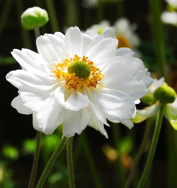 White daisy variant, Greystone Mansion, Beverly Hills