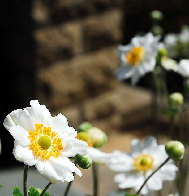 White daisy variant, Greystone Mansion, Beverly Hills