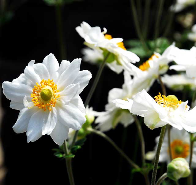 White daisy variant, Greystone Mansion, Beverly Hills