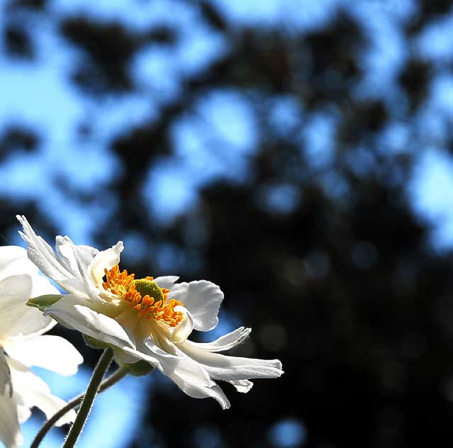 White daisy variant, Greystone Mansion, Beverly Hills