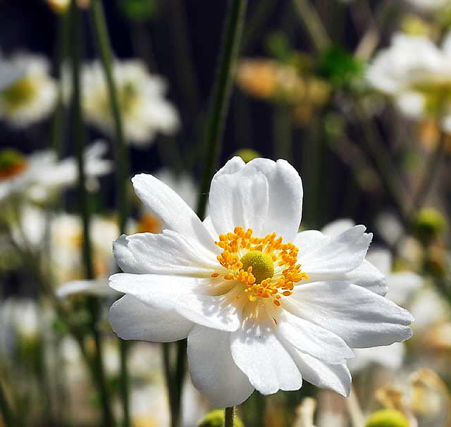 White daisy variant, Greystone Mansion, Beverly Hills