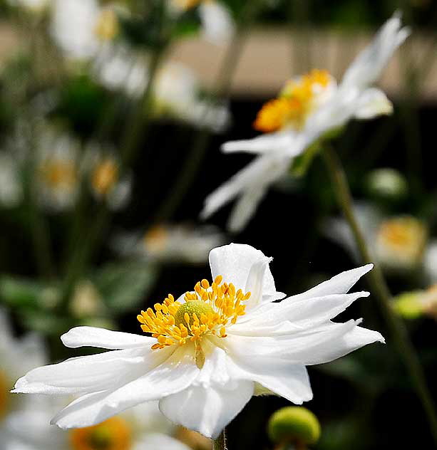 White daisy variant, Greystone Mansion, Beverly Hills