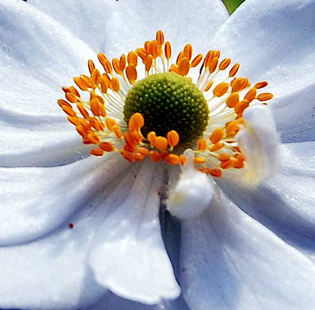 White daisy variant, Greystone Mansion, Beverly Hills