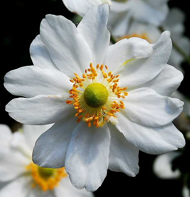 White daisy variant, Greystone Mansion, Beverly Hills