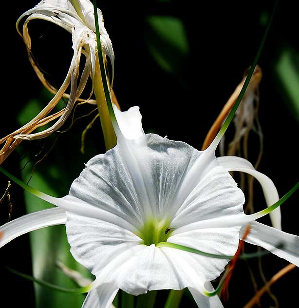 Hymenocallis littoralis (Beach Spider Lily)