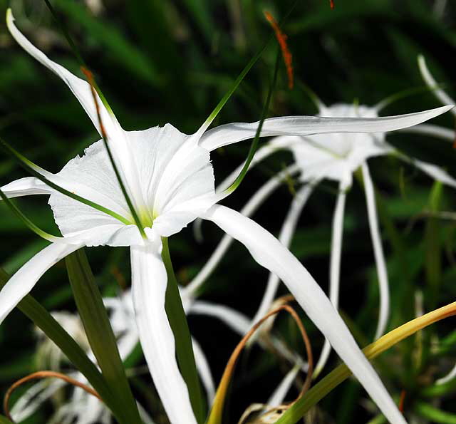 Hymenocallis littoralis (Beach Spider Lily)