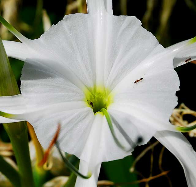 Hymenocallis littoralis (Beach Spider Lily)