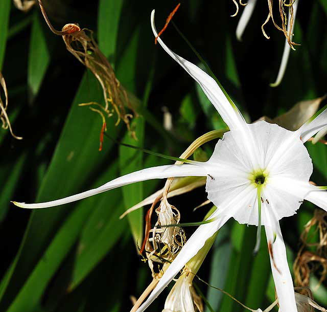 Hymenocallis littoralis (Beach Spider Lily)