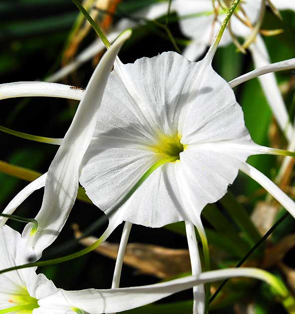 Hymenocallis littoralis (Beach Spider Lily)