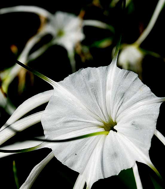 Hymenocallis littoralis (Beach Spider Lily)