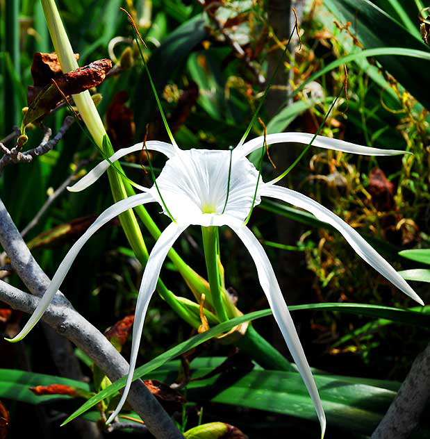 Hymenocallis littoralis (Beach Spider Lily)