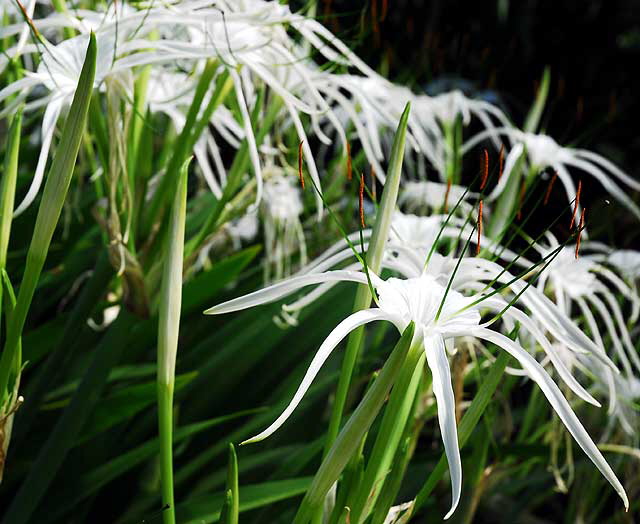 Hymenocallis littoralis (Beach Spider Lily)