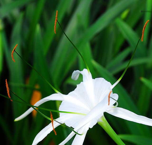 Hymenocallis littoralis (Beach Spider Lily)