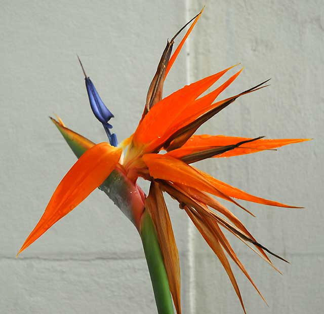 Bird of Paradise