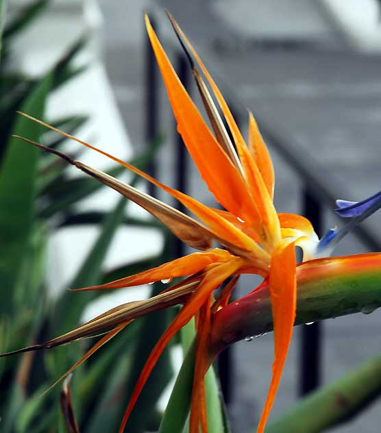 Bird of Paradise