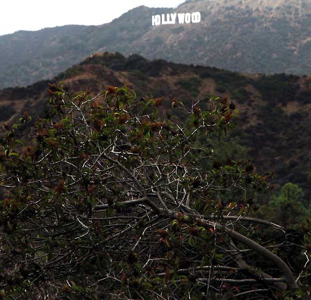 Hollywood Sign as seen from the Griffith Park Observatory, Wednesday, October 6, 2010 (intermittent heavy rain)