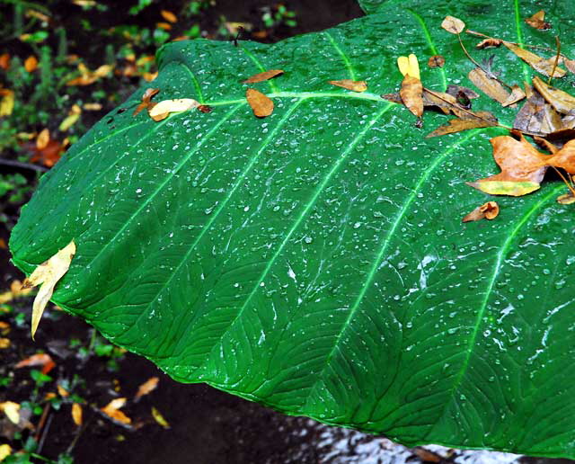 Banana Leaf, Rain