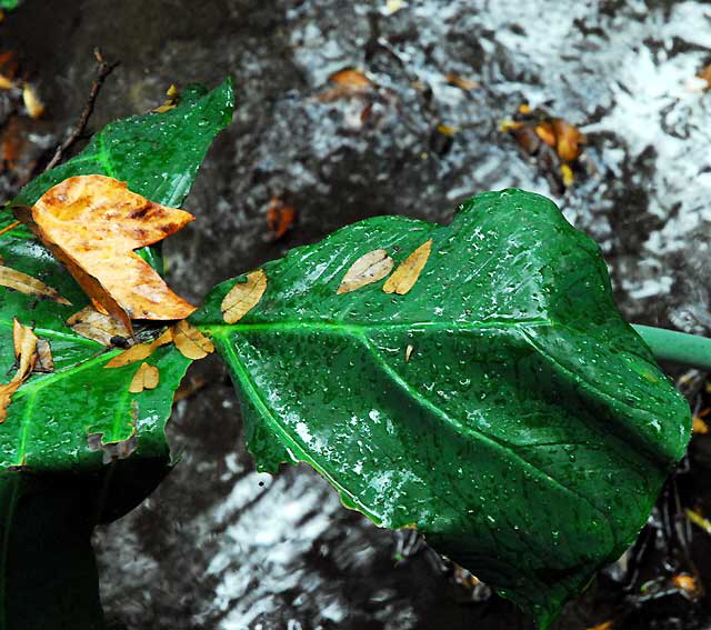 Banana Leaf, Rain