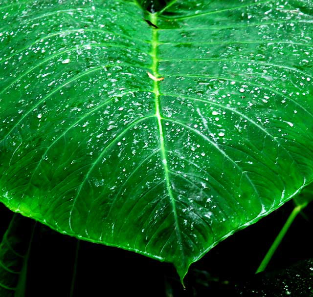 Banana Leaf, Rain