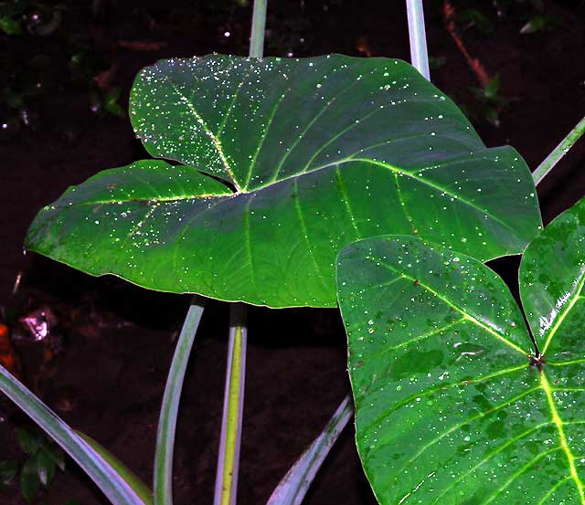 Banana Leaf, Rain