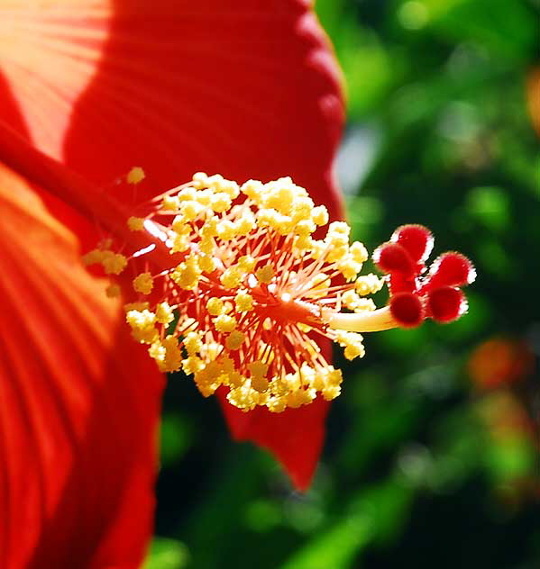 Hibiscus