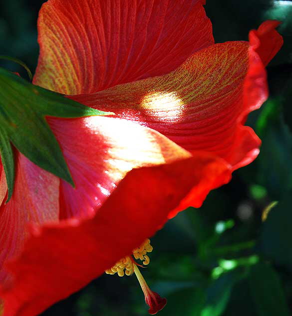 Hibiscus