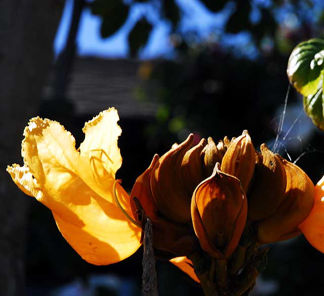 In bloom, West Hollywood, Saturday, October 9, 2010