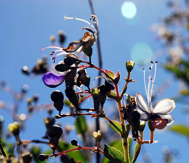 In bloom, West Hollywood, Saturday, October 9, 2010