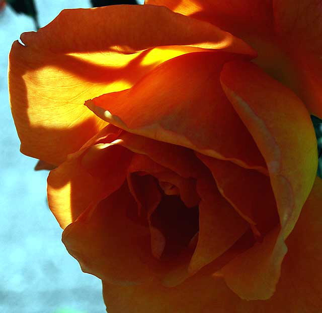 Hybrid tea rose "Bronze Star" 