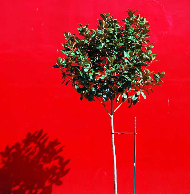 Green Tree, Red Wall - the Geisha House at the corner of Hollywood Boulevard and Cherokee