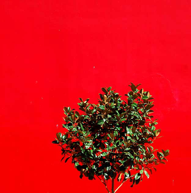Green Tree, Red Wall - the Geisha House at the corner of Hollywood Boulevard and Cherokee