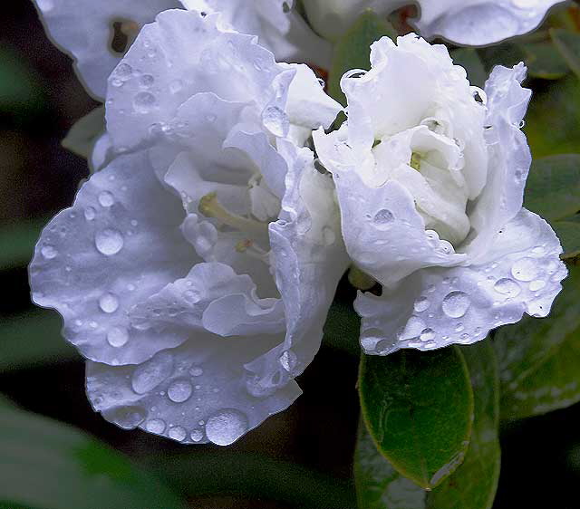 White Azalea