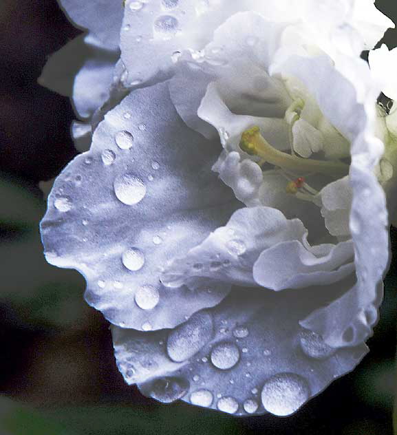 White Azalea