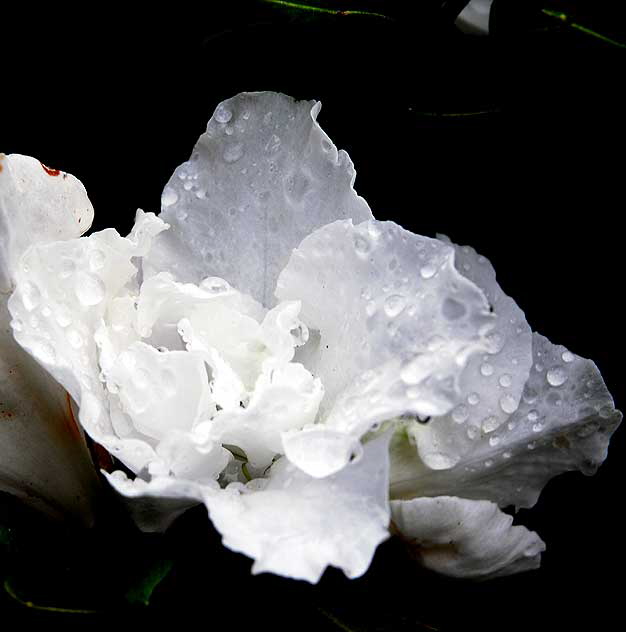 White Azalea