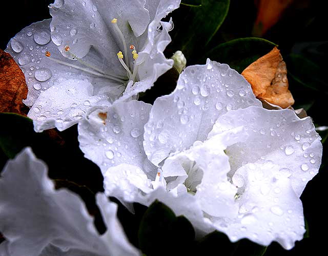 White Azalea