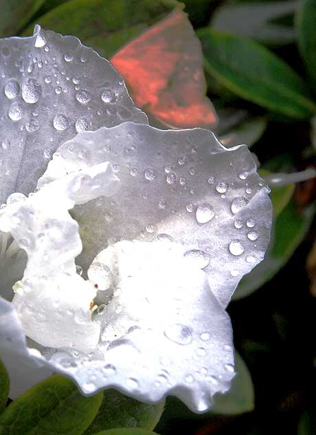 White Azalea