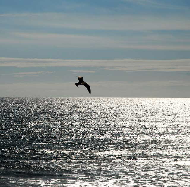 Malibu Gull