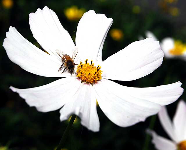 Bee at work, West Hollywood, Saturday, October 23, 2010