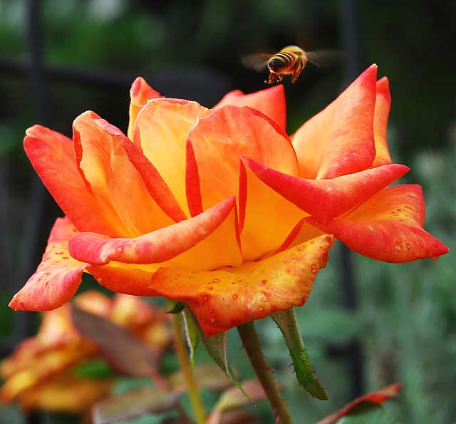 Bee at work, West Hollywood, Saturday, October 23, 2010