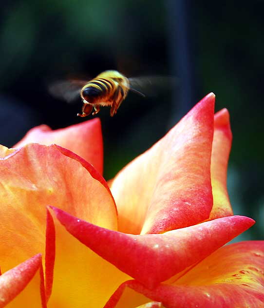 Bee at work, West Hollywood, Saturday, October 23, 2010