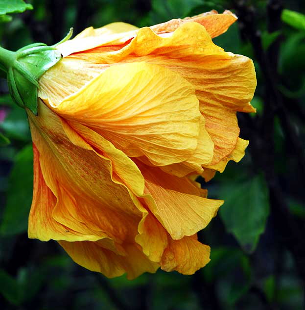 Hibiscus Folds