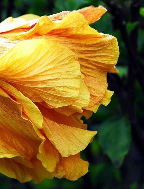 Hibiscus Folds