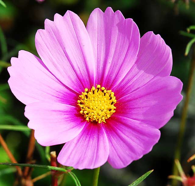 Shasta Daisy, West Hollywood, Saturday, October 23, 2010