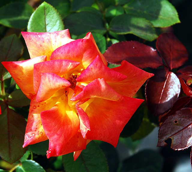 Rose Garden, West Hollywood, Saturday, October 23, 2010