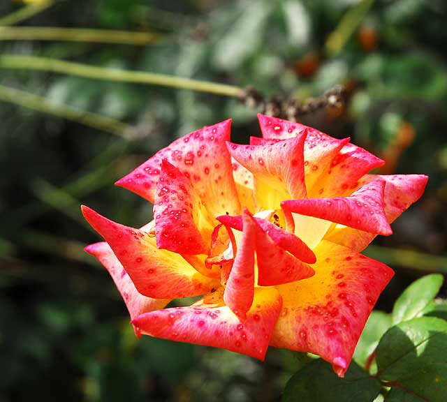 Rose Garden, West Hollywood, Saturday, October 23, 2010