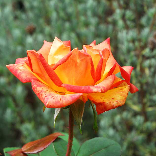 Rose Garden, West Hollywood, Saturday, October 23, 2010