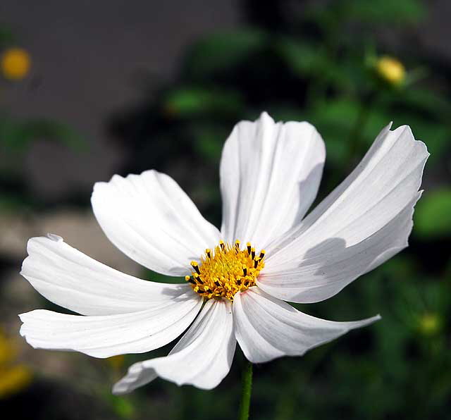 Shasta Daisy, West Hollywood, Saturday, October 23, 2010
