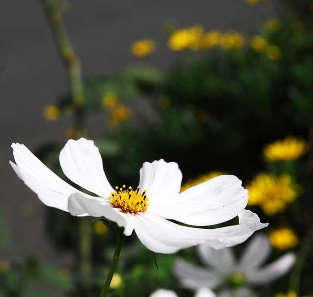 Shasta Daisy, West Hollywood, Saturday, October 23, 2010
