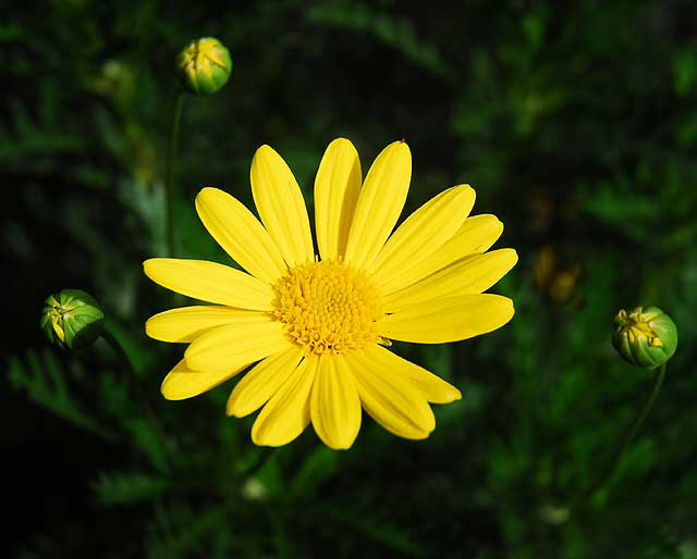 Shasta Daisy, West Hollywood, Saturday, October 23, 2010